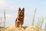 BERGER ALLEMAND 380